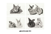 Pencil portraits of eight rabbits by David Blackaller